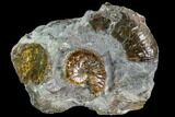 Hoploscaphites Ammonite - South Dakota #110574-1